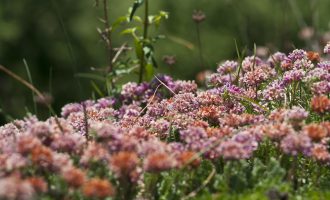 garrotxa bloemen