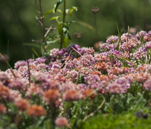 garrotxa bloemen