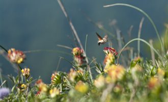 garrotxa bloemen1