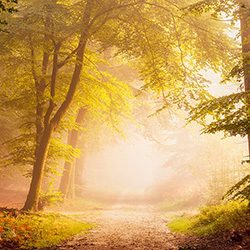 fietsreizen fietsvakantie nederland veluwe   250x250